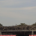 13_15-mast.jpg