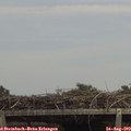 13_45-mast.jpg