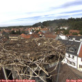 13_50-nest.jpg