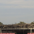 13_55-mast.jpg