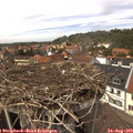 13_55-nest.jpg