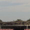 14_10-mast.jpg