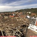 14_30-nest.jpg