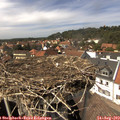 14_45-nest.jpg