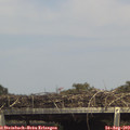 14_55-mast.jpg