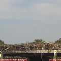 15_00-mast.jpg