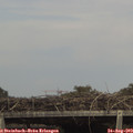 15_25-mast.jpg