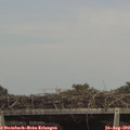 15_40-mast.jpg