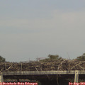 15_45-mast.jpg