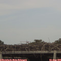 16_15-mast.jpg