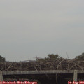 16_50-mast.jpg