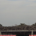 17_00-mast.jpg