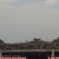 17_05-mast.jpg