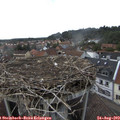 17_05-nest.jpg
