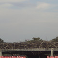 17_10-mast.jpg