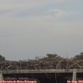 17_15-mast.jpg