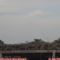 17_20-mast.jpg