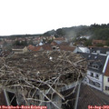 17_30-nest.jpg