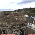 18_30-nest.jpg