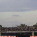 19_00-mast.jpg