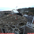 20_10-nest.jpg