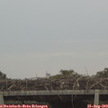 10_05-mast.jpg