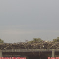 10_20-mast.jpg