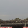 10_25-mast.jpg