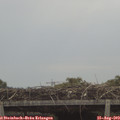 10_40-mast.jpg