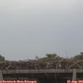 10_50-mast.jpg