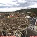 10_50-nest.jpg