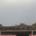 10_55-mast.jpg