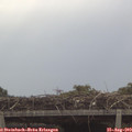 11_00-mast.jpg