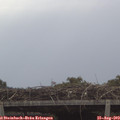 11_05-mast.jpg
