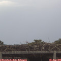 11_10-mast.jpg