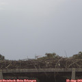 11_15-mast.jpg