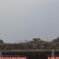 11_20-mast.jpg