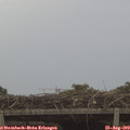 11_25-mast.jpg