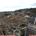 11_30-nest.jpg