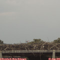 11_50-mast.jpg