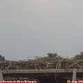 11_55-mast.jpg