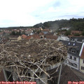 12_00-nest.jpg