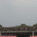 12_05-mast.jpg