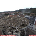12_10-nest.jpg