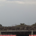 12_20-mast.jpg