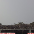 12_40-mast.jpg