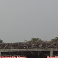 12_50-mast.jpg
