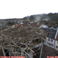 12_50-nest.jpg