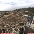 14_50-nest.jpg