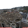 16_00-nest.jpg